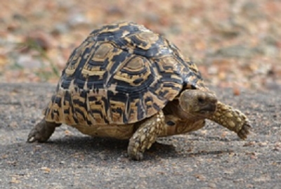 Achille e la tartaruga
